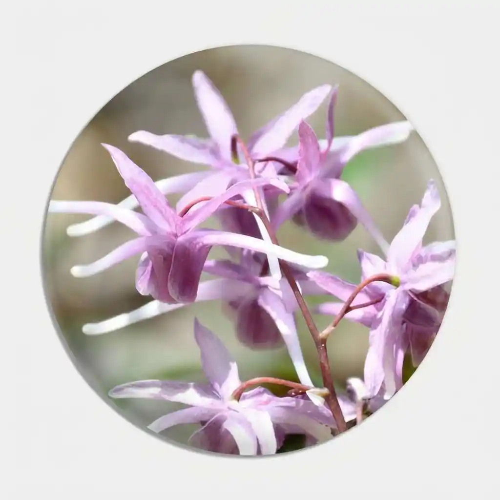 Horny Goat Weed
